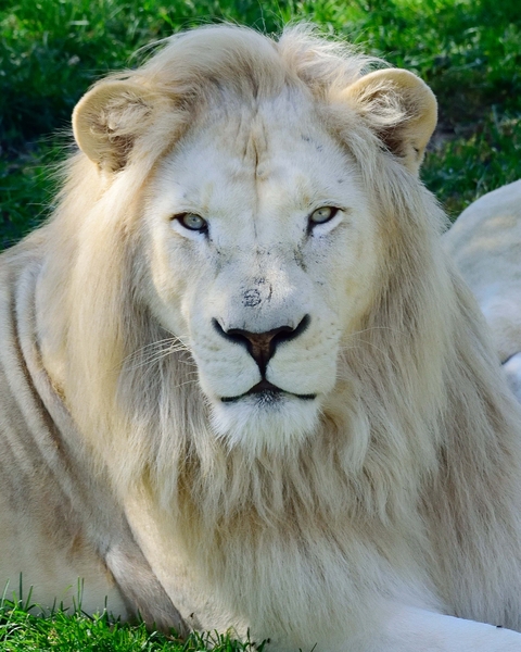TorontoZoo_Fintan DSC_2712