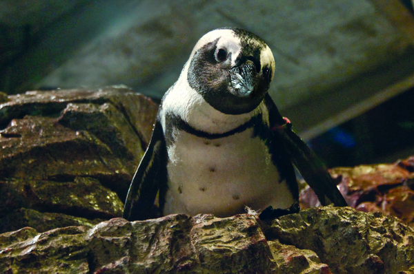NEA_credit-S.Cheng-African Penguin