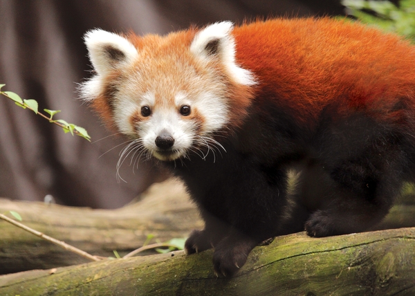 PhiladelphiaZoo_Red Panda