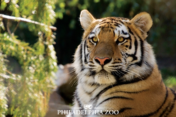 AmurTiger-highres