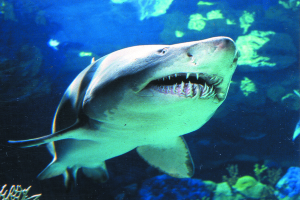 AdventureAquarium_shark