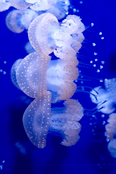 TFA_Lagoon Jellies