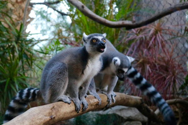 TFA_Lemurs