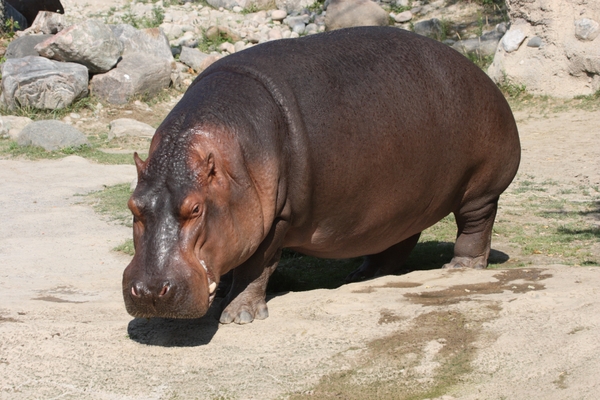 TorontoZoo_hippo-1