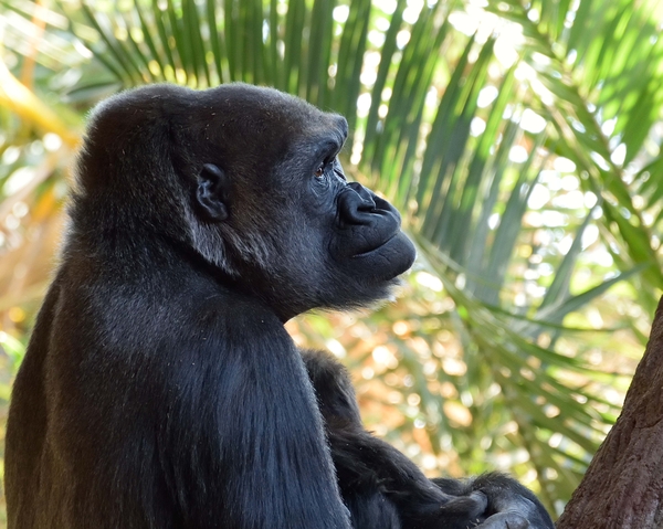 TorontoZoo_Ngozi DSC_3770