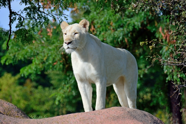 TorontoZoo_WH Lion_LowRes_33