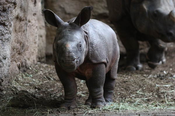 TorontoZoo_IMG_6569