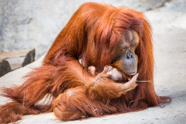 Orangutan_Baby_large_11