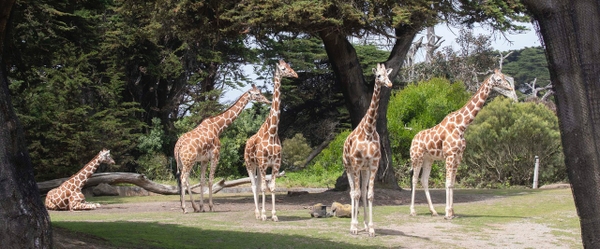 San Francisco CityPASS Program Announces Attraction Lineup Changes and a Brand-new Mobile Ticket Option