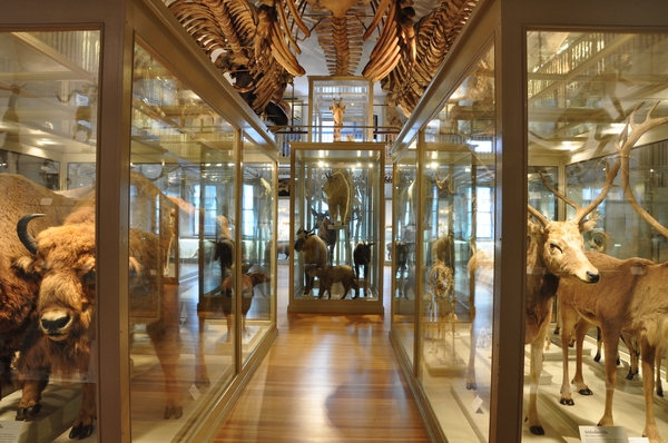 HMNH_bison giraffe NateDean_0119