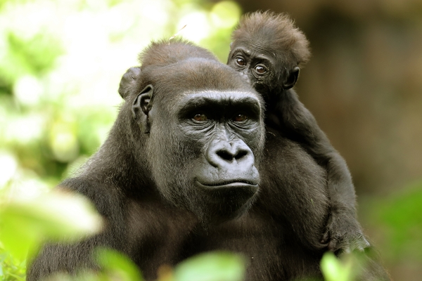 DZ_gorillas