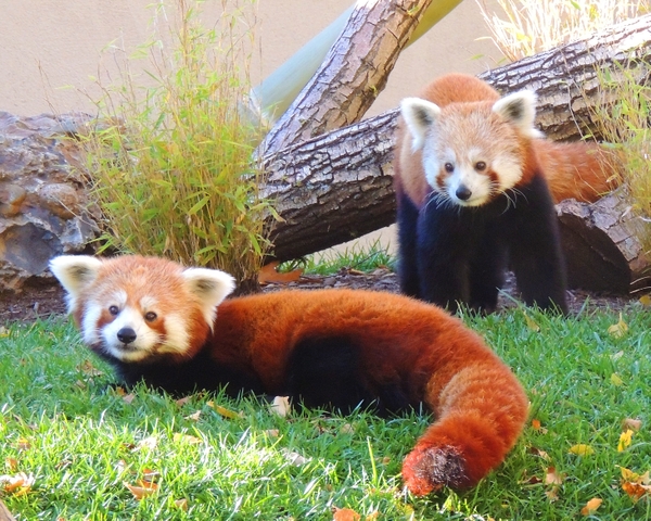 Boston CityPASS Program Welcomes the Franklin Park Zoo to its  Attraction Lineup and Launches a Convenient Mobile Ticket Option