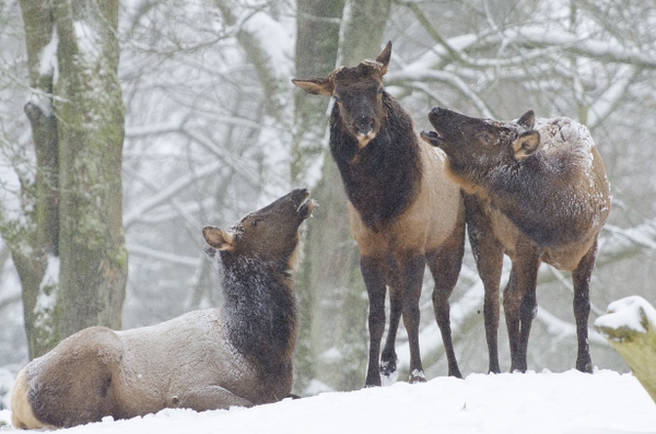 Winter Special Adds the Gift of Time to Major Savings and Line-skipping VIP Access