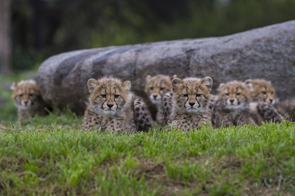 San Diego Zoo® & Safari Park