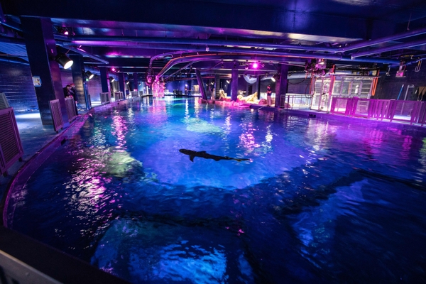 "SHARKS! Predators of the Deep" Gallery Surfaces at the Georgia Aquarium, PLUS 30-Day Extended Validity for All Atlanta CityPASS Tickets