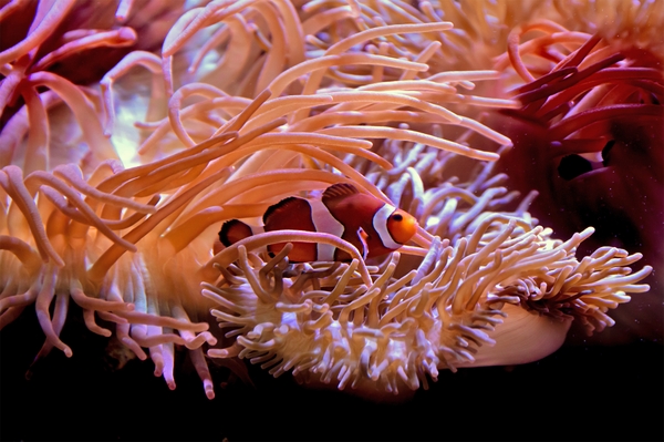 GA_clown-fish-2