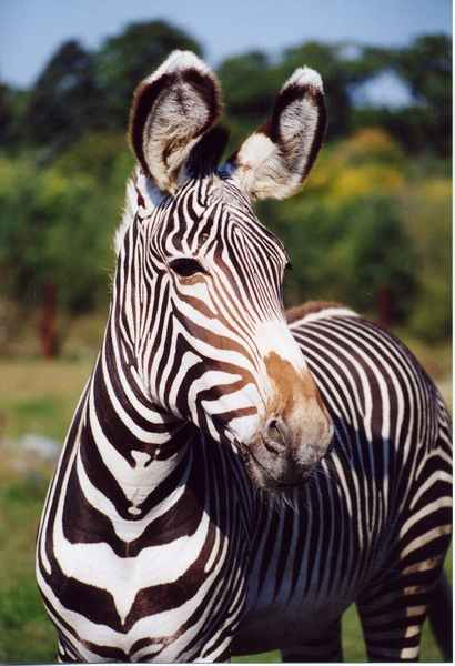 FPZ_alisonszebra.alisonshea.grevy