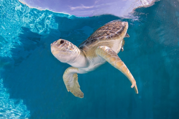 Bailey_Turtle