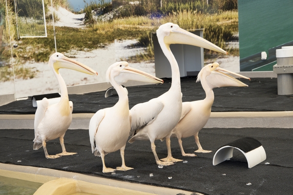 CMA_pelicans