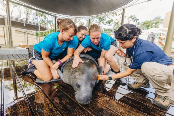 Manatee Rhinoscopy_102919__6