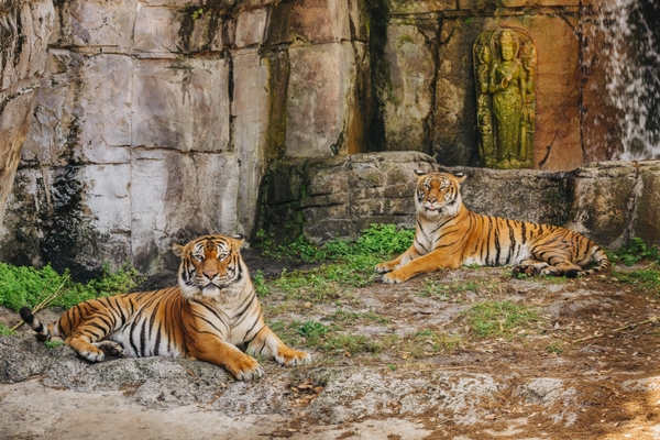 Tiger_092919__112
