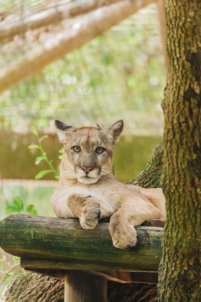 Florida Panther_Walter__5