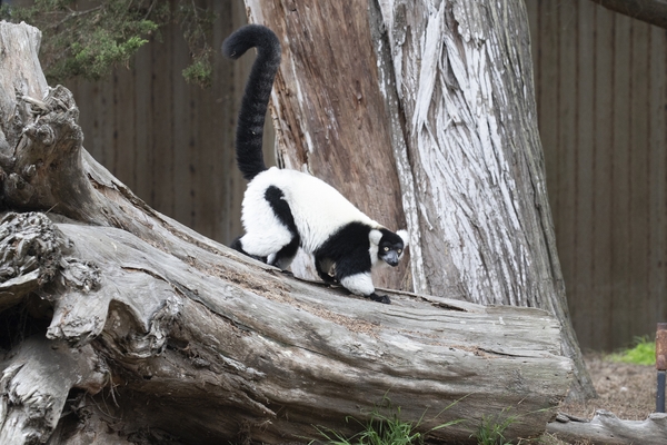 SFZ IMG_4842Lemur MH