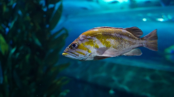 Rockfish