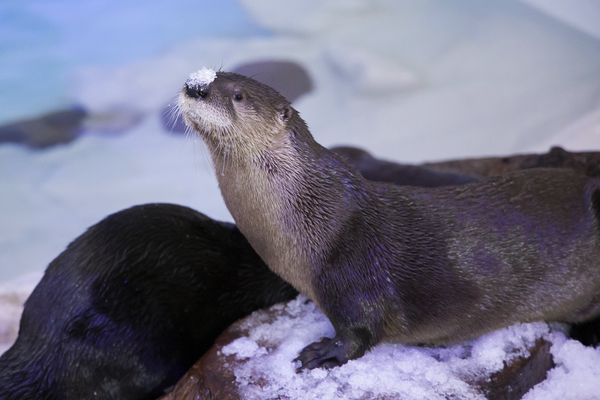 Otters Reduced