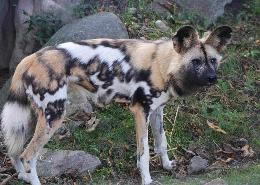 FPZ_painted dog