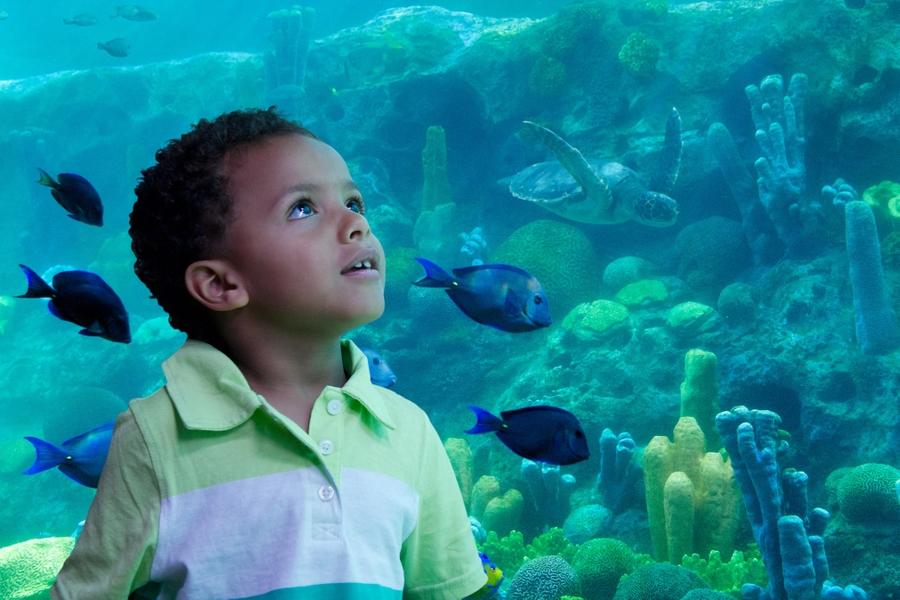 _1343528_SeaWorld-Parks--Entertainment-Inc.-All-Rights-Reserved_TurtleTrek