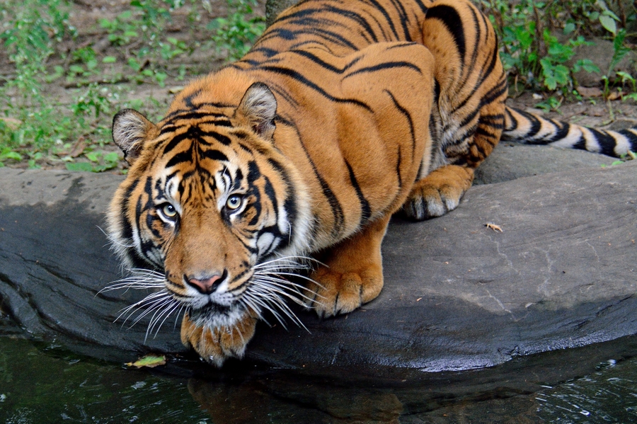 TorontoZoo_tiger-1