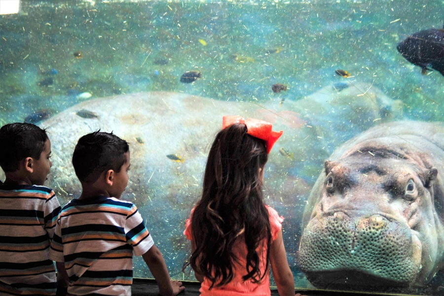 zoo-454 111