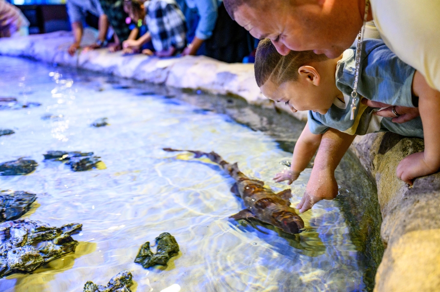 Touch a Shark Exhibit