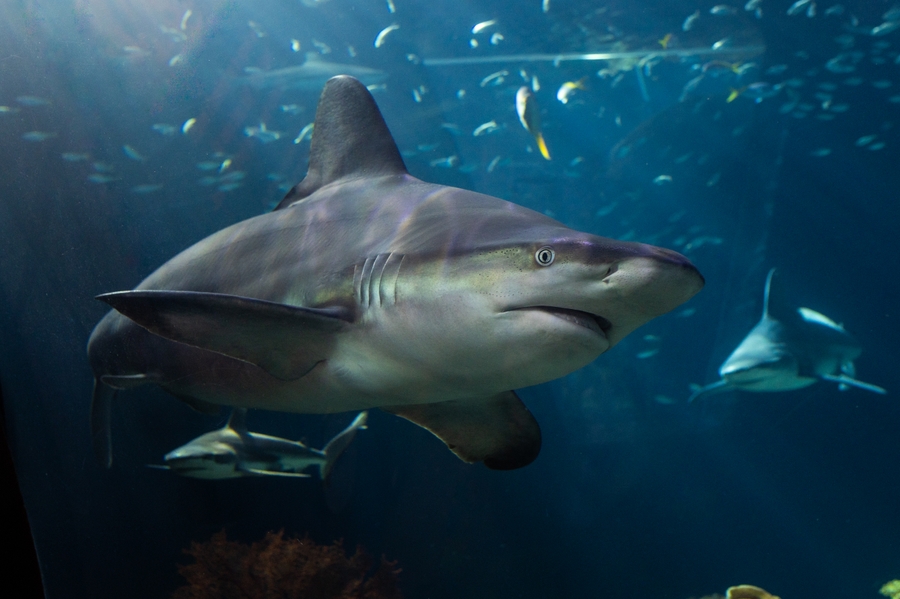 Shedd_142_Shedd_Wild_Reef_Schooling_Fish
