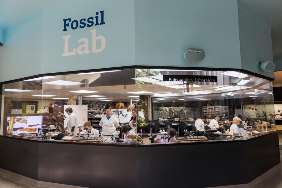 Fossil Lab
