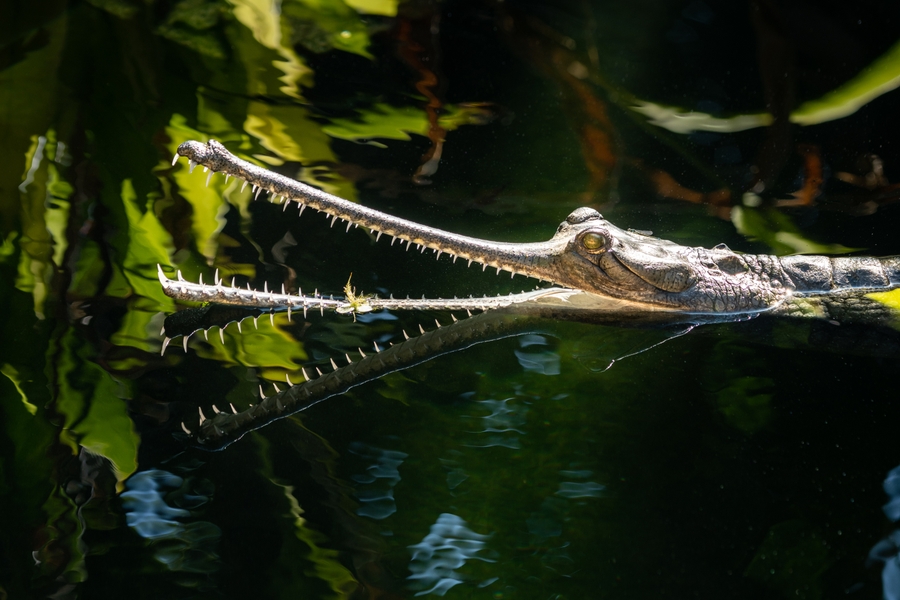 Gharial Mouth Open Reflection JEP_5539
