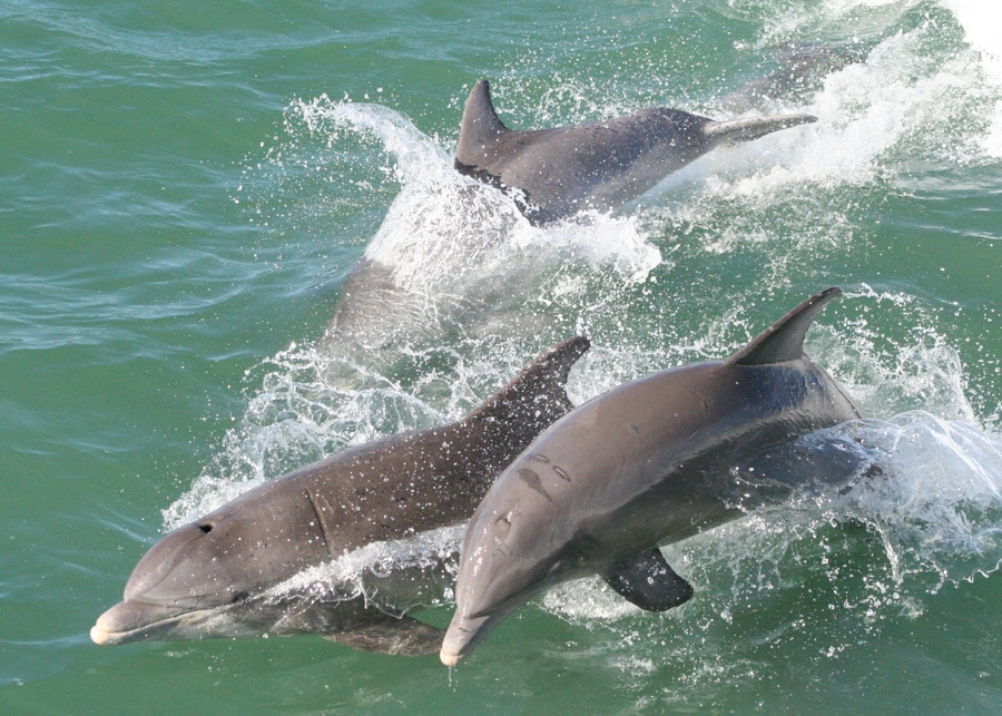 DolphinExplorationTour3
