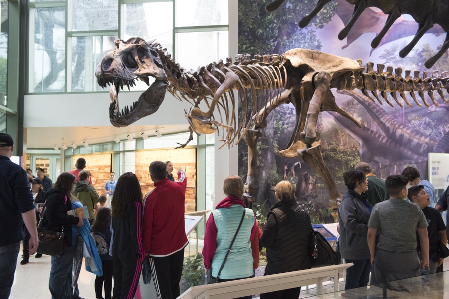 Trex with People