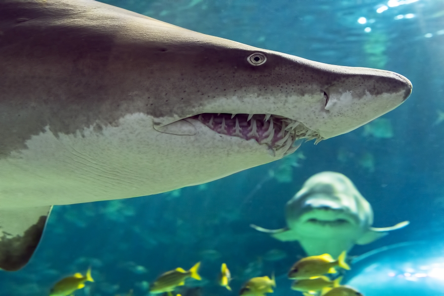 RAC_shark-profile