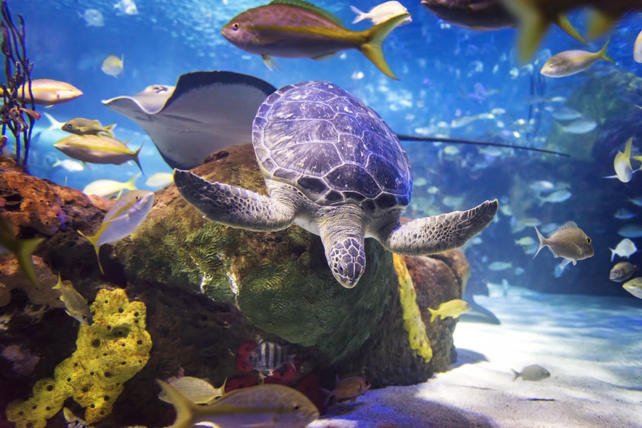 RAC_turtle