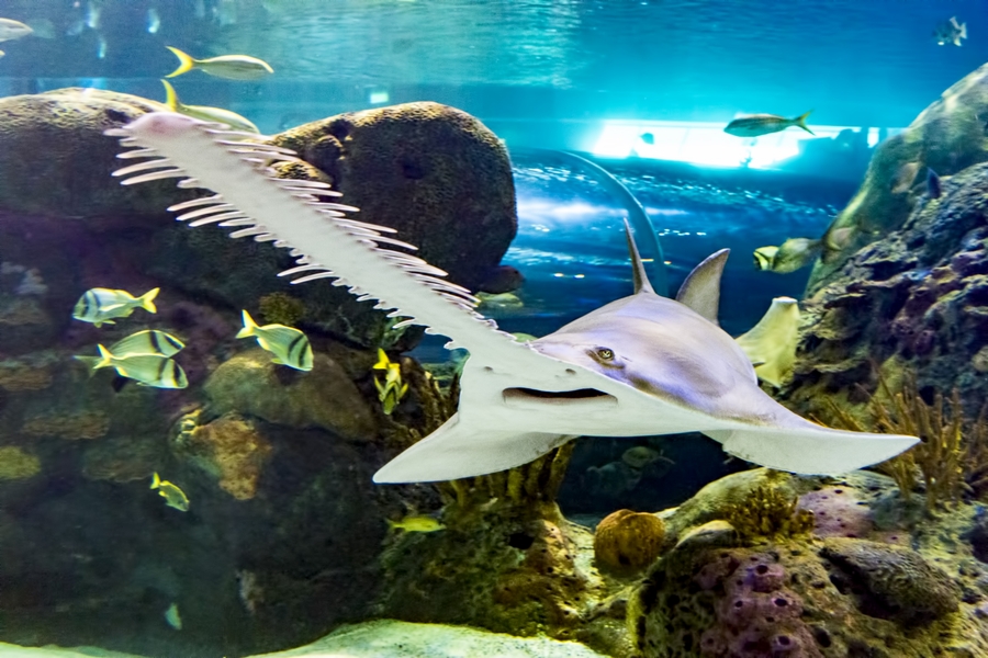 RAC_sawfish