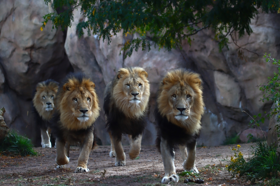 Lions-vol-rinker-23103-3901