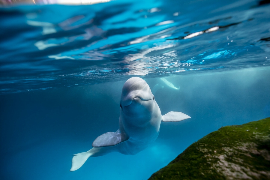 Shedd_Beluga-whale