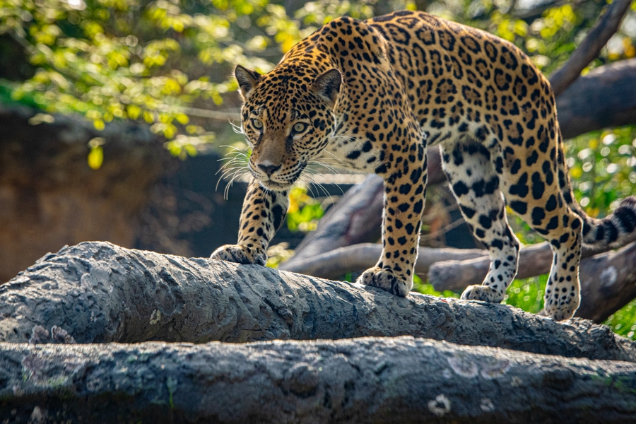 HouZoo_jaguar