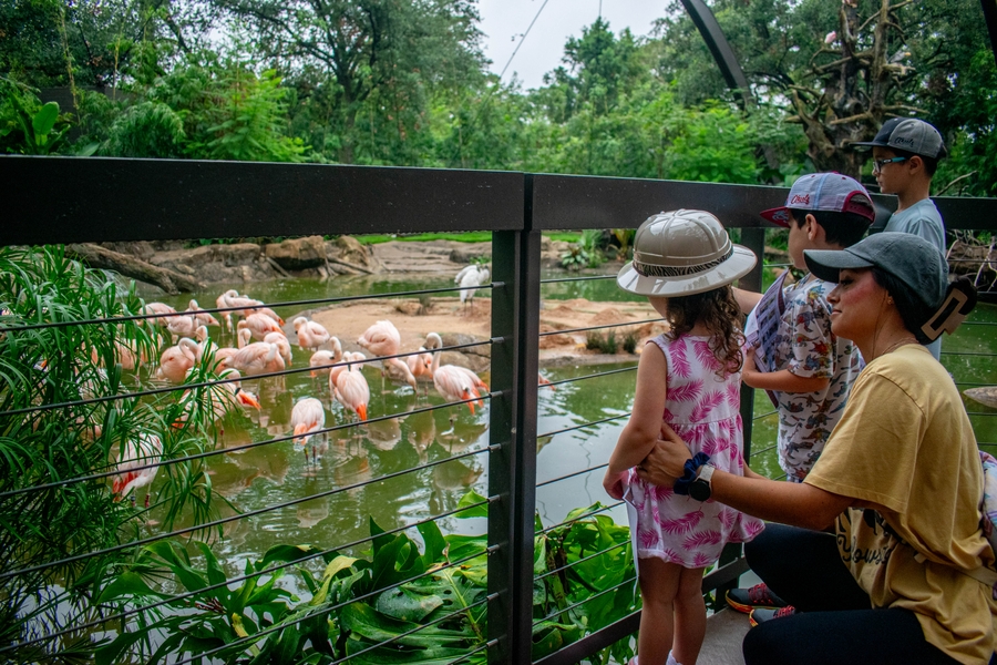 HouZoo_flamingos
