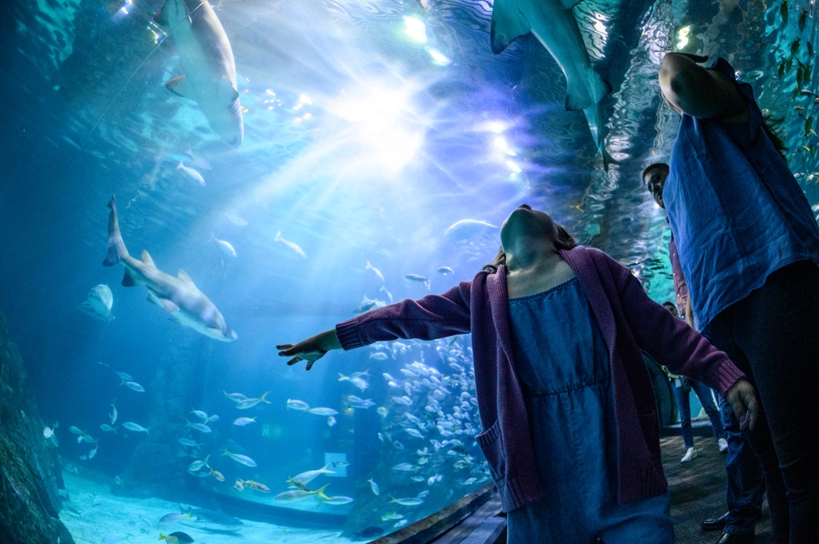 Shark Tunnel