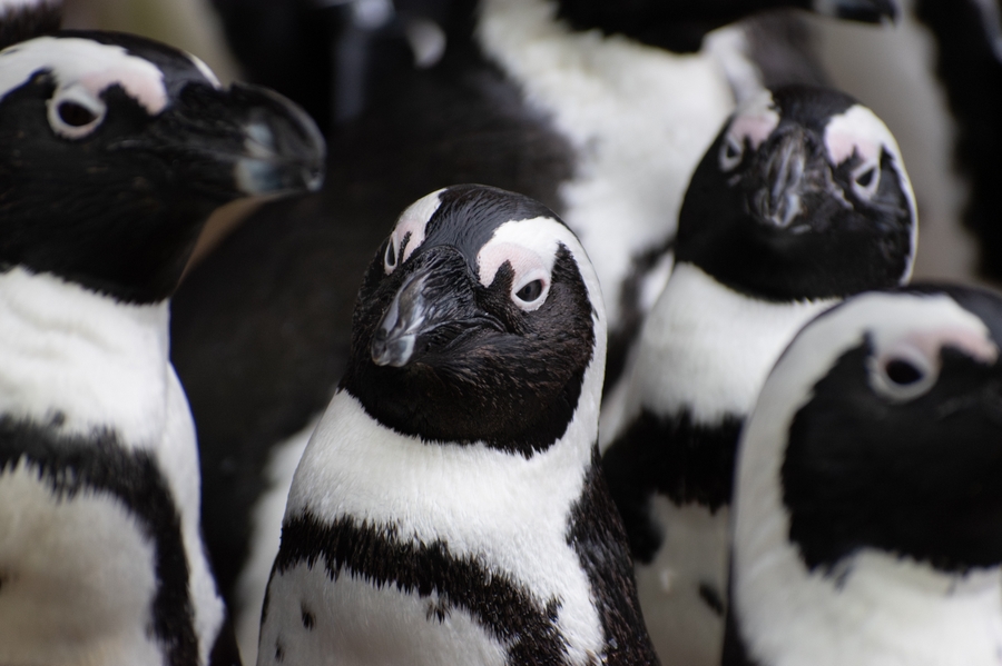 African Penguin