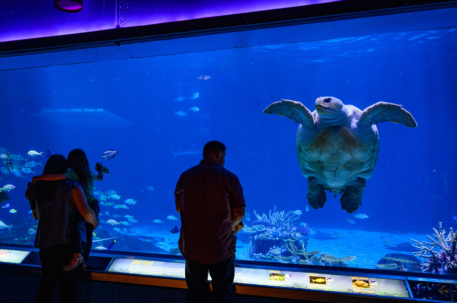 Ocean Realm