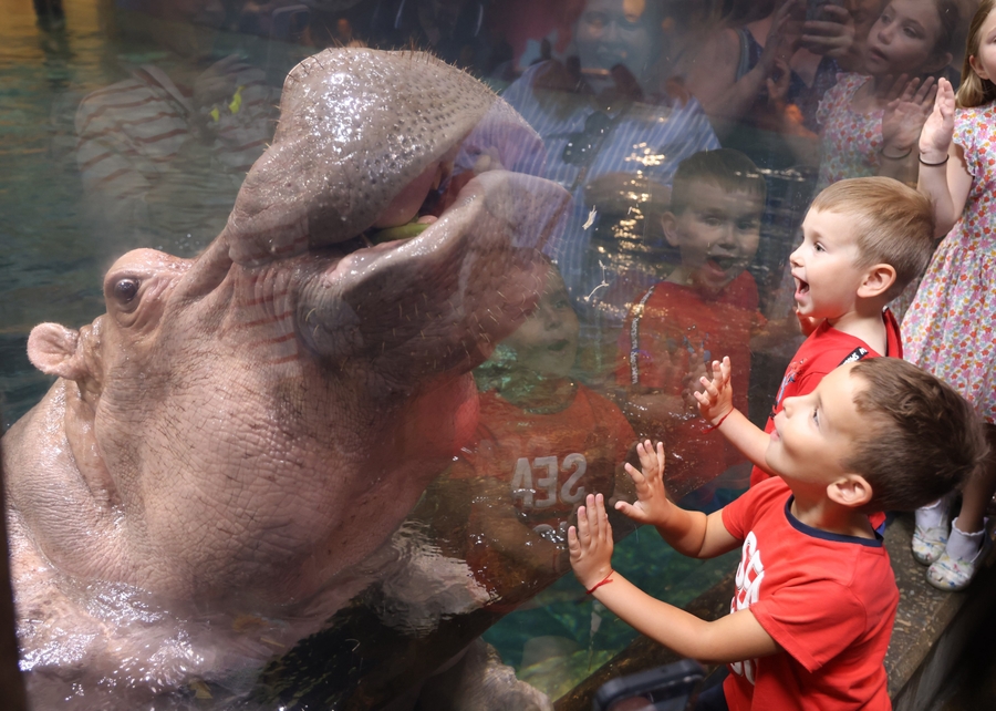 Hippo Close Up